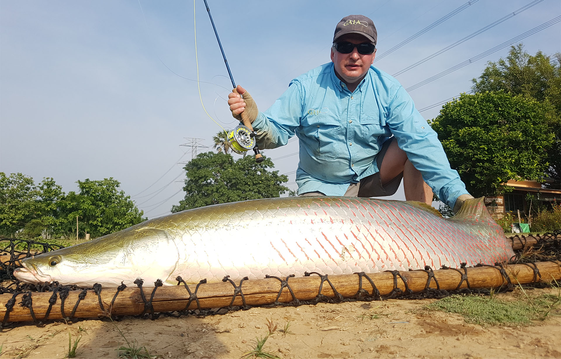 bangkok Arapaima