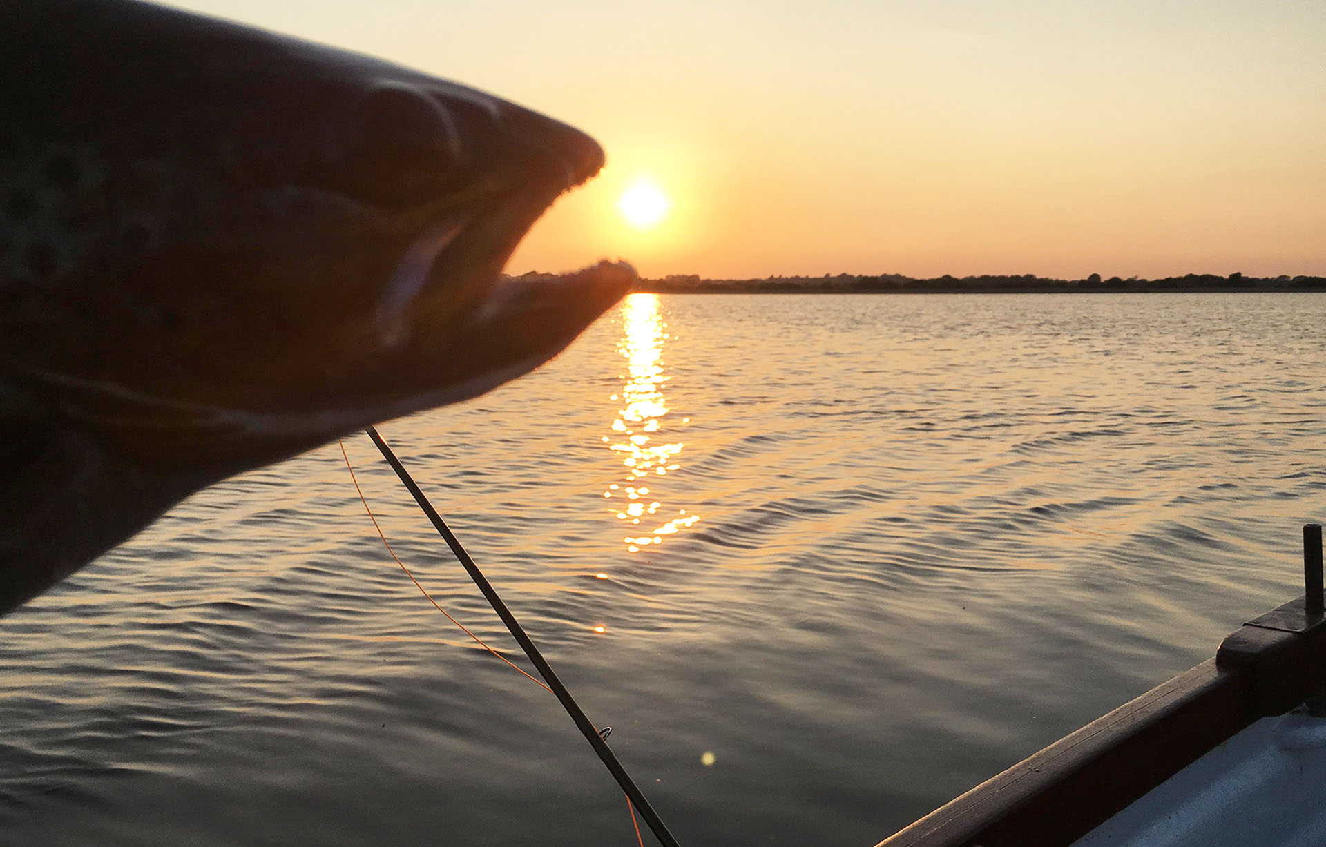 sun and trout